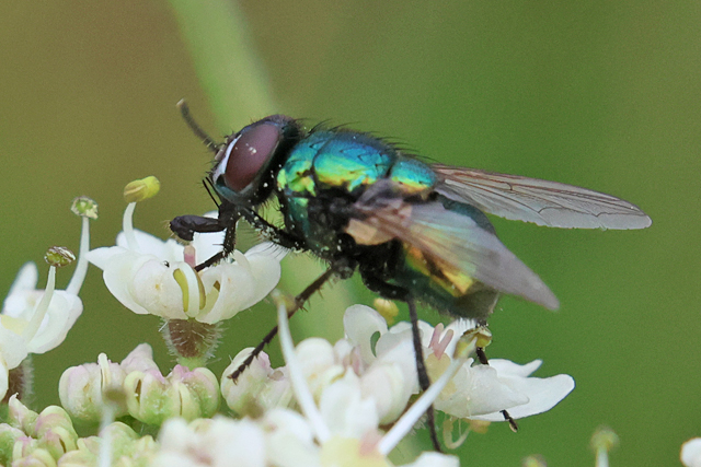 Neomyia cornicina